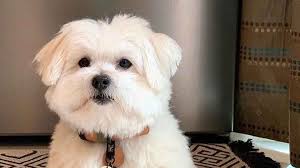 zoty中欧·(股份有限公司)官方网站